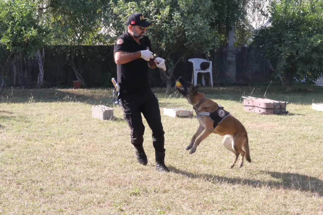 Köpekler Madde Değil Oyuncağını Arıyor 3